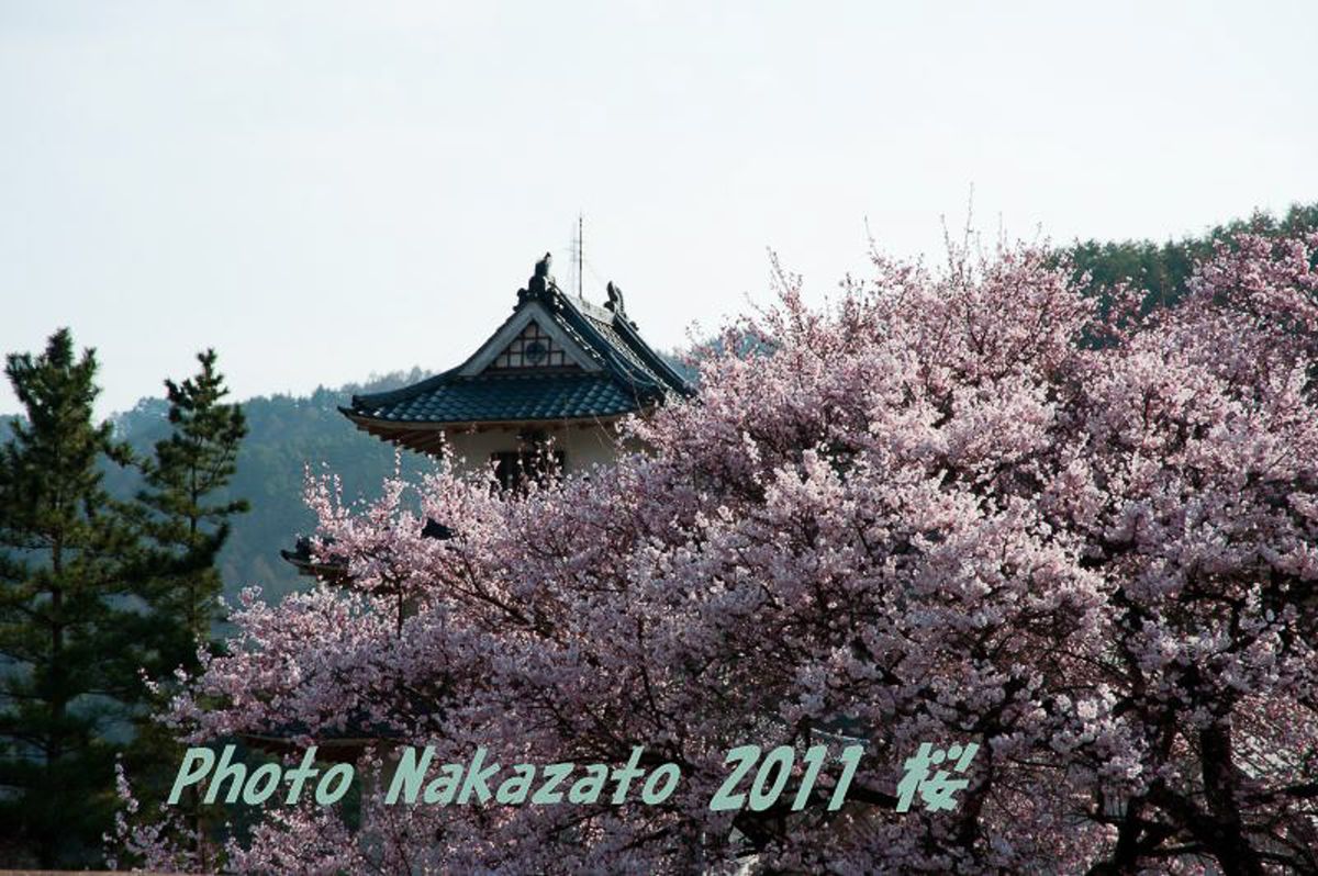 高遠の桜